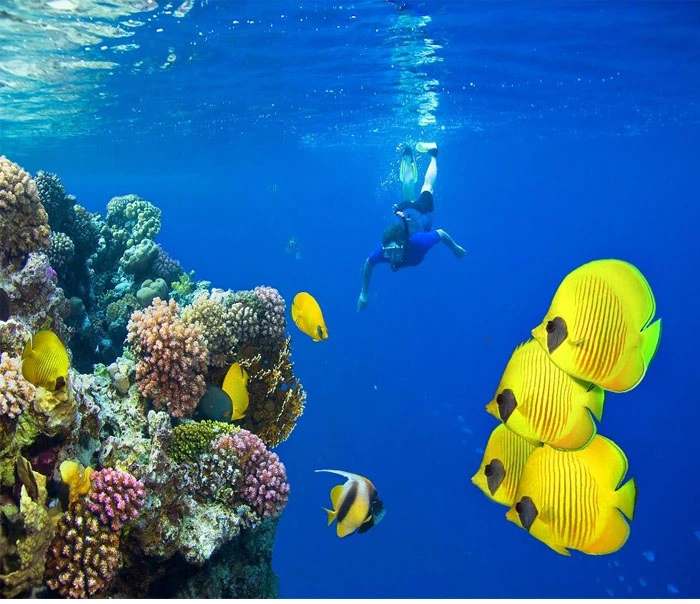 Marine Life in Andaman Islands