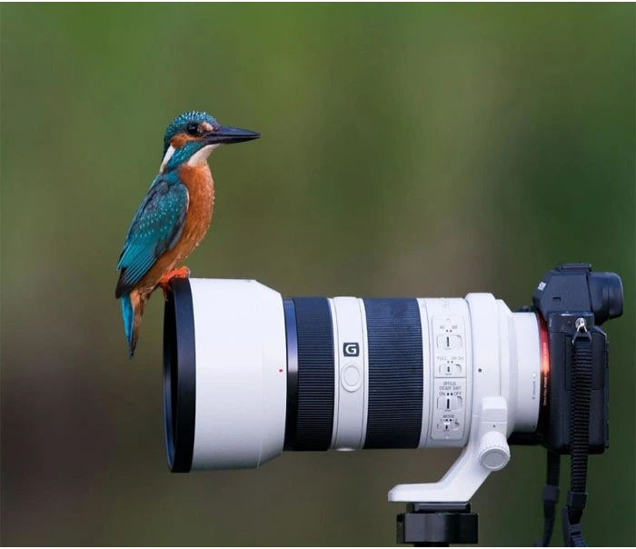 Bird Watching in Andaman